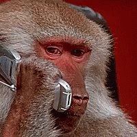 a GIF of a monkey on the phone